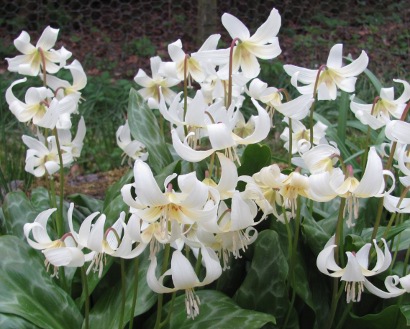 Erythronium californicum 'White Beauty' 